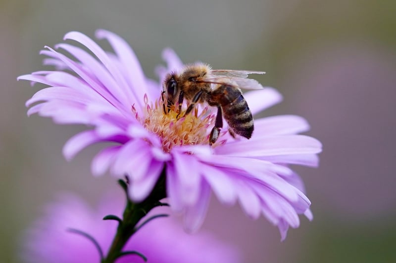Bee-Friendly Plants
